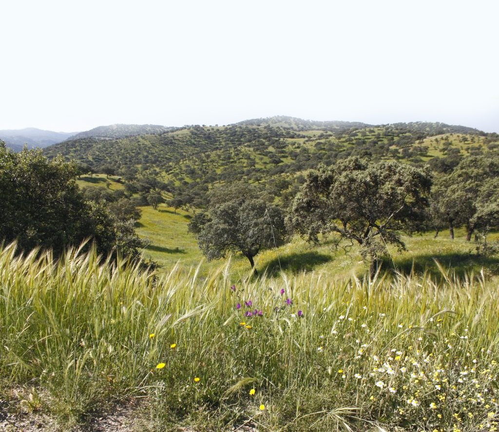 Sierra Morena de Sevilla, grupo Maná Verde